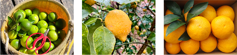 富士見台農園で採れた柑橘類